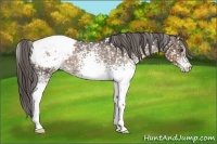 Horse Color:White Spotted Liver Chestnut Snowcap 