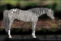 Horse Color:Black Appaloosa 