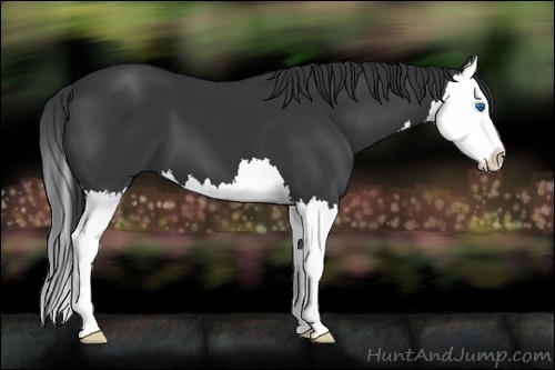 Horse Color:Black Splash