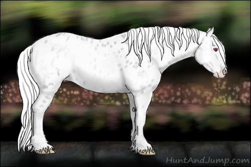 Horse Color:Silver Amber Champagne Chinchilla Onyx Appaloosa 