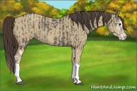 Horse Color:Grullo Sabino Splash and Classic Champagne Dun Sabino Splash