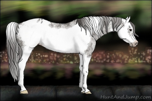 Horse Color:White Spotted Grullo Splash Frame Appaloosa