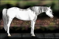 Horse Color:White Spotted Grullo Splash Frame Blanket