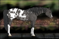 Horse Color:Black Near Leopard