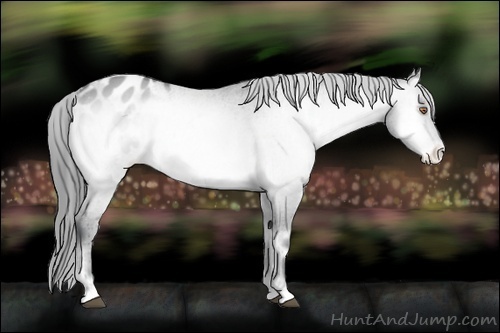 Horse Color:Bay Chinchilla Onyx Appaloosa Brindle 