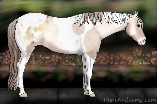 Horse Color:Amber Champagne Onyx Tobiano Appaloosa 
