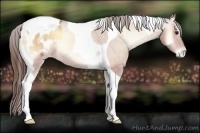 Horse Color:Amber Champagne Onyx Tobiano Appaloosa 