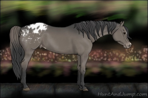 Horse Color:Smoky Black Appaloosa 