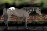 Horse Color:Smoky Black Appaloosa