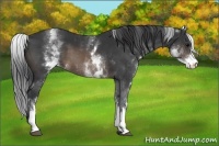 Horse Color:White Spotted Brown 