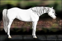 Horse Color:White Spotted Buckskin Appaloosa