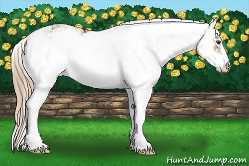 Horse Color:Chestnut Sabino Varnish