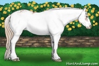 Horse Color:Chestnut Sabino Varnish