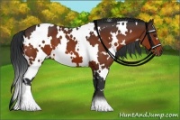 Horse Color:White Spotted Bay 