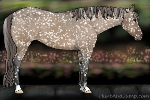 Horse Color:Bay Dun Appaloosa 