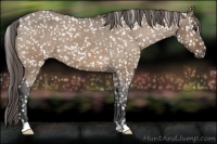 Horse Color:Bay Dun Appaloosa 