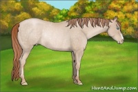 Horse Color:Buckskin Pearl Rabicano