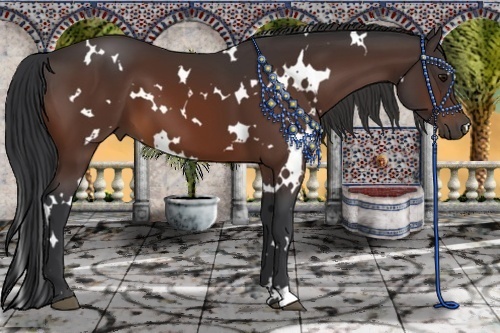 Horse Color:White Spotted Bay