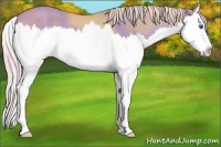 Horse Color:Palomino Dun Splash