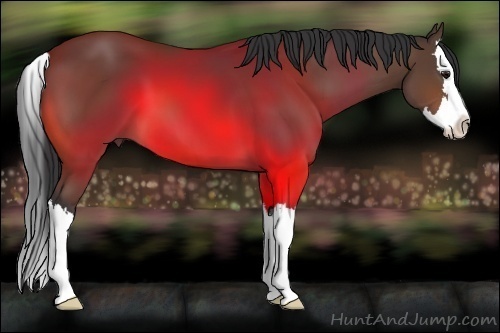 Horse Color:Bay Sabino Splash 
