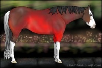 Horse Color:Bay Sabino Splash 