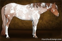 Horse Color:White Spotted Chestnut 