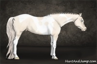 Horse Color:Gold Cream Champagne Pearl Tobiano