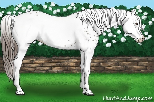Horse Color:White Spotted Liver Chestnut Rabicano 