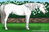 Horse Color:White Spotted Liver Chestnut Rabicano