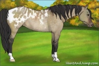 Horse Color:Brown Dun Blanket Rabicano 