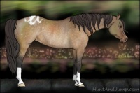 Horse Color:Brown Dun Varnish Rabicano 