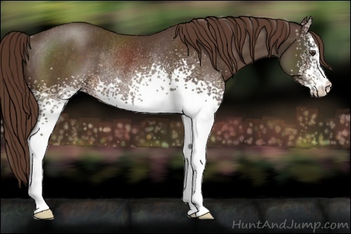 Horse Color:White Spotted Liver Chestnut Rabicano