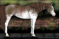 Horse Color:White Spotted Liver Chestnut Rabicano 