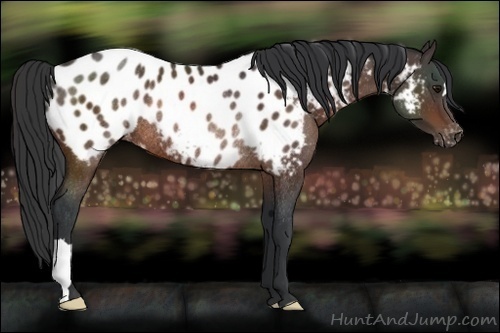 Horse Color:Brown Appaloosa Rabicano