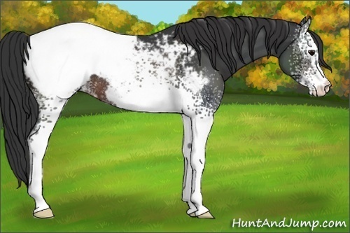 Horse Color:White Spotted Brown Appaloosa Rabicano