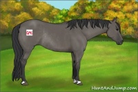 Horse Color:Grullo Rabicano 