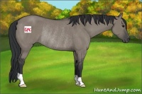 Horse Color:Grullo Rabicano 