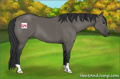 Horse Color:Grullo 