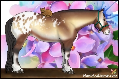 Horse Color:Bay Onyx Appaloosa 