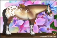 Horse Color:Bay Onyx Appaloosa