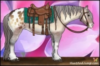 Horse Color:Bay Onyx Appaloosa