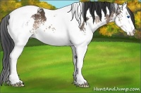 Horse Color:White Spotted Brown Splash Tobiano