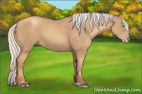 Horse Color:Silver Classic Champagne Sabino 