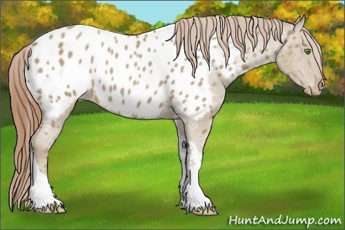 Horse Color:Classic Cream Champagne Tobiano Appaloosa