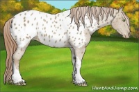 Horse Color:Classic Cream Champagne Tobiano Appaloosa 