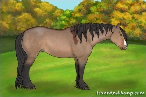 Horse Color:Bay Dun
