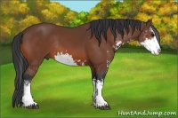 Horse Color:Bay Sabino Rabicano