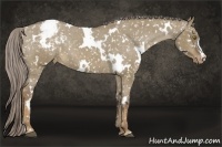 Horse Color:White Spotted Chocolate Palomino Dun Appaloosa Rabicano