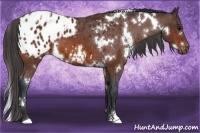 Horse Color:White Spotted Brown Appaloosa 