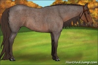 Horse Color:Liver Red Roan